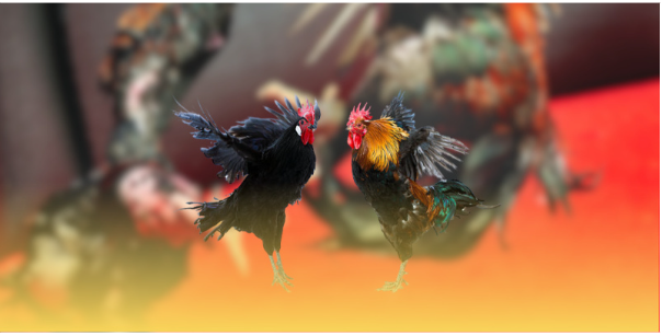 Tổng quan về đá gà Tonhon trực tuyến