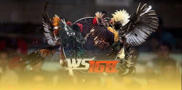 Tổng quan về tụ điểm cược đá gà Thomo trực tiếp Tổng quan về tụ điểm cược đá gà Thomo trực tiếp