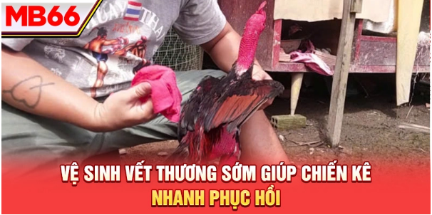 Vệ sinh vết thương sớm giúp chiến kê nhanh phục hồi