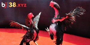 Mọi trận đá gà tại nhà cái đều được phát sóng trực tiếp