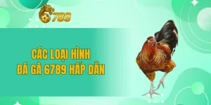 Các loại hình đá gà 6789 hấp dẫn Các loại hình đá gà 6789 hấp dẫn