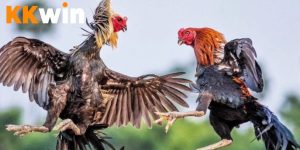 Các loại hình đá gà phổ biến tại trang chủ nhà cái Kkwin Các loại hình đá gà phổ biến tại trang chủ nhà cái Kkwin