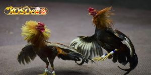Cách lựa chọn kèo và tỷ lệ cược hợp lý tại đá gà Xoso66 Cách lựa chọn kèo và tỷ lệ cược hợp lý tại đá gà Xoso66