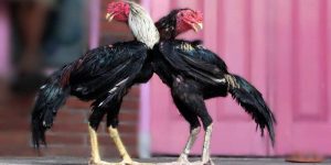 Chiến thuật chọn kèo đá gà – Bí quyết của cao thủ thực thụ