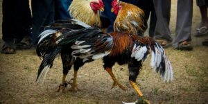 Cận cảnh chiến kê tung cú đá mạnh mẽ trong trận đá gà 