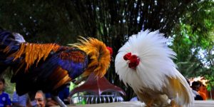 Người nài kiểm tra vảy chân và dáng gà trước khi ra sới.