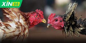 Đá gà XIN88 – Cuộc đối đầu mãn nhãn của tốc độ và chiến thuật