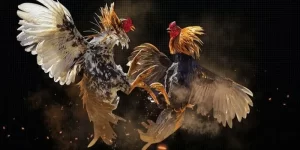 Nguồn gốc và những đặc điểm nổi bật của giống gà Asil Nguồn gốc và những đặc điểm nổi bật của giống gà Asil