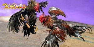 Hướng dẫn chiến thuật bền vững khi chơi đá gà Xoso66 Hướng dẫn chiến thuật bền vững khi chơi đá gà Xoso66