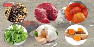 Lựa chọn thức ăn phù hợp cho gà đá tại đá gà trực tiếp Thomo Lựa chọn thức ăn phù hợp cho gà đá tại đá gà trực tiếp Thomo