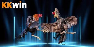 Mẹo chơi cá cược đá gà Kkwin giúp tăng tỷ lệ thắng Mẹo chơi cá cược đá gà Kkwin giúp tăng tỷ lệ thắng