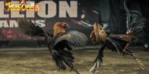 Tính năng bảo mật và quyền lợi người chơi đá gà Xoso66 Tính năng bảo mật và quyền lợi người chơi đá gà Xoso66