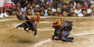 Tổng hợp kinh nghiệm chăm sóc gà tại đá gà trực tiếp Thomo Tổng hợp kinh nghiệm chăm sóc gà tại đá gà trực tiếp Thomo