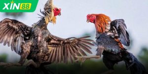 Top giải đấu đá gà uy tín trên XIN88 – Kịch tính đến từng giây