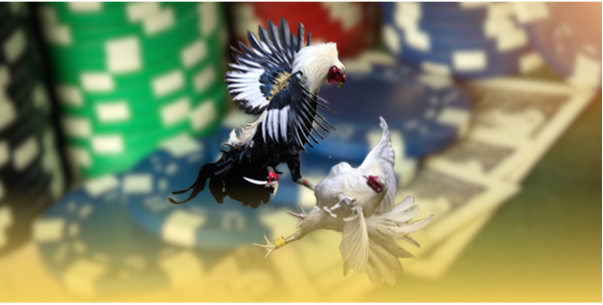 Các bài tập huấn luyện gà đá Các bài tập huấn luyện gà đá