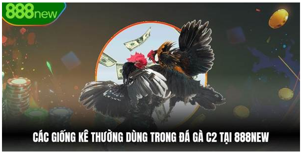 Các giống kê thường dùng trong đá gà Bongx9 tại sới gà trực tuyến 