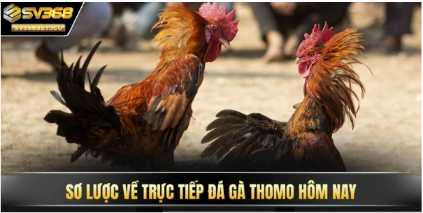 Cách Xem Trực Tiếp Đá Gà Thomo SV368