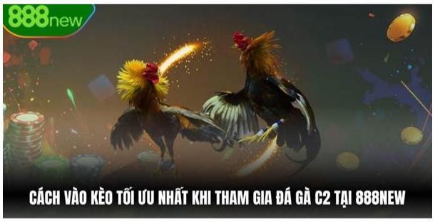 Cách vào kèo tối ưu nhất khi tham gia đá gà Bongx9 tại sới gà trực tuyến 