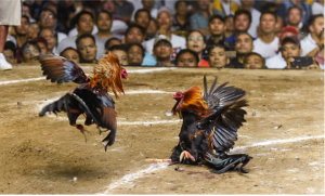 Đá Gà TK88 Đỉnh Cao Cá Cược