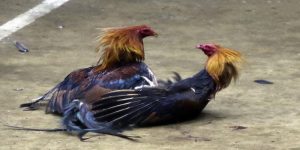 Những hình thức đá gà trực tuyến phổ biến tại Onbet Những hình thức đá gà trực tuyến phổ biến tại Onbet