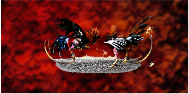 Thông tin chuẩn nhất về sảnh đá gà S666 Thông tin chuẩn nhất về sảnh đá gà S666