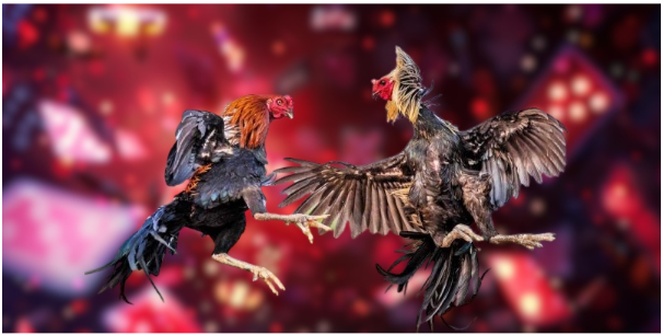 Trải nghiệm cược đá gà S666 các trận cựa sắt đỉnh cao Trải nghiệm cược đá gà S666 các trận cựa sắt đỉnh cao