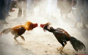 Các Kiểu Cược Trong Đá Gà XOSO66 – Chi Tiết, Đầy Đủ Nhất Các Kiểu Cược Trong Đá Gà XOSO66 – Chi Tiết, Đầy Đủ Nhất