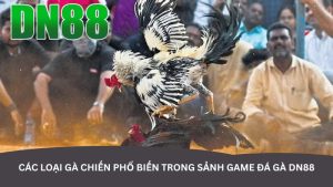 Các loại gà chiến phổ biến trong sảnh game đá gà DN88