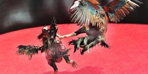 Sơ lược về sảnh đá gà AOG Sơ lược về sảnh đá gà AOG