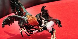 Những lý do kê thủ không thể bỏ qua sảnh đá gà AOG FB88 Những lý do kê thủ không thể bỏ qua sảnh đá gà AOG FB88