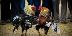 Tổng hợp các tính năng nổi bật của sảnh đá gà DS88 Tổng hợp các tính năng nổi bật của sảnh đá gà DS88