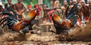 Các hình thức đặt cược tại đá gà DS88 Các hình thức đặt cược tại đá gà DS88