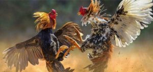 saowin – Đấu trường đam mê nơi bản lĩnh được thử lửa thật sự saowin – Đấu trường đam mê nơi bản lĩnh được thử lửa thật sự