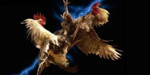 Quy định và luật lệ trong đá gà trực tiếp