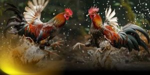 Những lợi ích khi tham gia đá gà trực tiếp