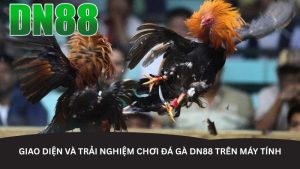 Giao diện và trải nghiệm chơi đá gà DN88 trên máy tính