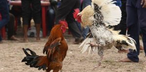 Kho chiến kê đỉnh cao – Mỗi chú gà là một chiến binh bất khuất Kho chiến kê đỉnh cao – Mỗi chú gà là một chiến binh bất khuất