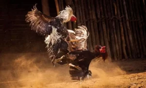 Truyền hình trực tiếp siêu nét – Đấu trường ngay trong lòng bàn tay Truyền hình trực tiếp siêu nét – Đấu trường ngay trong lòng bàn tay