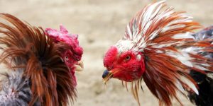 Tổng quan về vảy gà ngũ quỷ Tổng quan về vảy gà ngũ quỷ