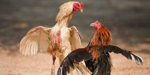 Đánh giá kỹ thuật của chiến kê sở hữu vảy hiếm Đánh giá kỹ thuật của chiến kê sở hữu vảy hiếm