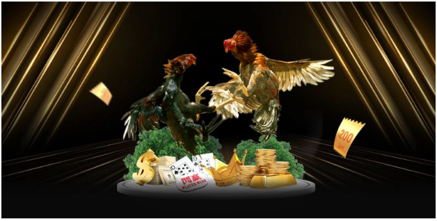 Bí quyết và kinh nghiệm cá cược đá gà