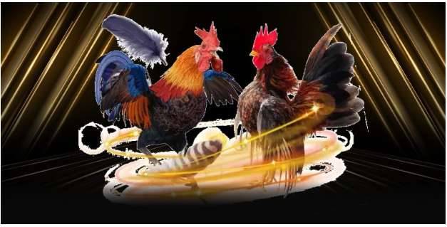 Các loại kèo phổ biến trong cá cược đá gà typhu88