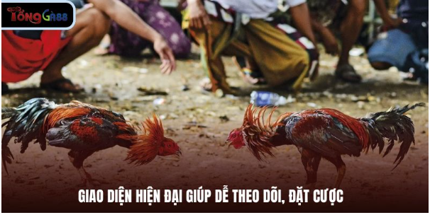 Giao diện hiện đại giúp dễ theo dõi, đặt cược