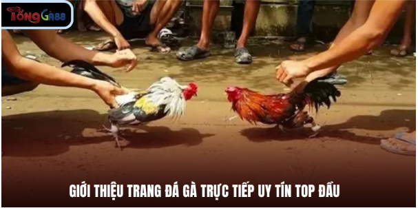 Giới thiệu trang đá gà trực tiếp uy tín top đầu
