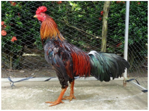 Phân Biệt Thế Đá Xạ Với Các Thế Đá Khác