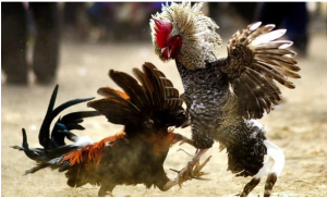 Thế Đá Gà Xạ Là Gì