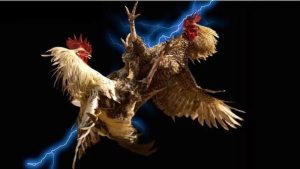 Hướng dẫn chiến lược tham gia đá gà 888B giúp nâng cao hiệu quả Hướng dẫn chiến lược tham gia đá gà 888B giúp nâng cao hiệu quả