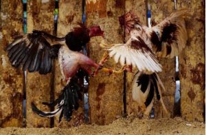 Một số dòng Đá Gà Chọi Cuba Good88 được cho là phổ biến nhất ở thị trường Việt Nam Một số dòng Đá Gà Chọi Cuba Good88 được cho là phổ biến nhất ở thị trường Việt Nam