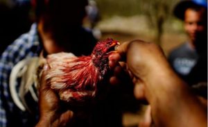 Dựa vào đâu mà giá giống Đá Gà Chọi Cuba Good88 được cập nhật cao đến thế Dựa vào đâu mà giá giống Đá Gà Chọi Cuba Good88 được cập nhật cao đến thế