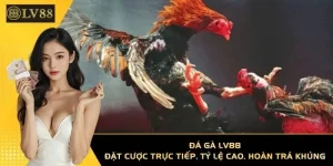 Đá gà LV88 – Không gian theo dõi thực tế cho người chơi yêu phân tích